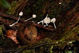 Mycena perlae image