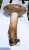 Tylopilus rubrobrunneus image