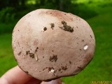 Tylopilus rubrobrunneus image