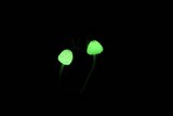 Mycena perlae image