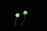 Mycena perlae image
