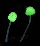 Mycena perlae image