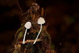 Mycena perlae image