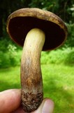 Boletus vermiculosoides image