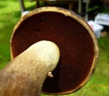 Boletus vermiculosoides image
