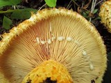 Lactarius repraesentaneus image