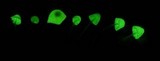 Mycena perlae image