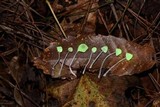 Mycena perlae image