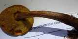 Boletellus chrysenteroides image