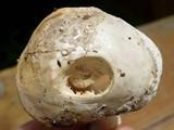 Amanita magniradix image