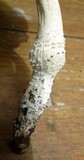 Amanita magniradix image