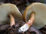 Limacella delicata var. glioderma image