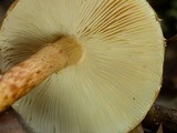 Limacella delicata var. glioderma image