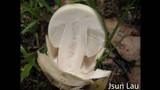 Amanita egregia image