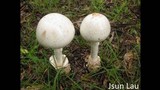 Amanita egregia image