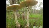 Amanita egregia image