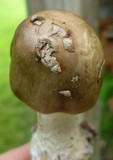 Amanita submaculata image