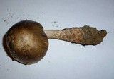 Amanita submaculata image