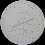 Amanita submaculata image