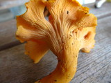 Cantharellus lateritius image