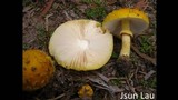 Amanita flavella image