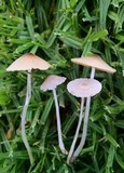 Bolbitius lacteus image