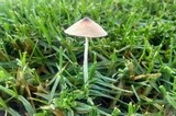 Bolbitius lacteus image