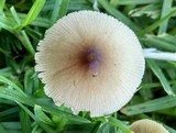 Bolbitius lacteus image