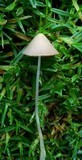 Bolbitius lacteus image