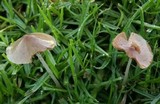 Bolbitius lacteus image