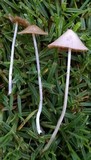Bolbitius lacteus image