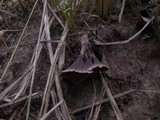Thelephora caryophyllea image