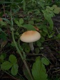 Amanita flavescens image