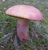 Lanmaoa pallidorosea image