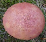 Lanmaoa pallidorosea image