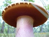 Lanmaoa pallidorosea image