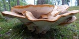 Bondarzewia berkeleyi image