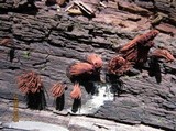 Stemonitis splendens image