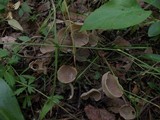Helvella macropus image