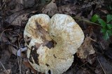 Lactarius pubescens image