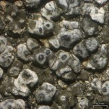 Cercidospora lobothalliae image