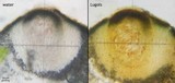 Cercidospora lobothalliae image