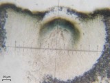 Cercidospora lobothalliae image