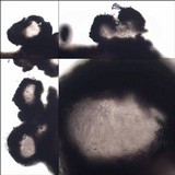 Ascodichaena rugosa image