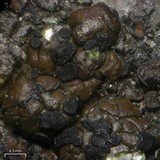Carbonea assimilis image