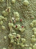 Haematomma sorediatum image