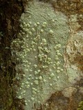 Haematomma sorediatum image