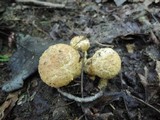 Gyroporus cyanescens image