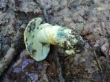 Gyroporus cyanescens image