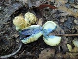 Gyroporus cyanescens image